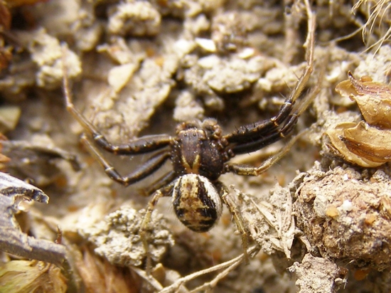 Heliophanus e Xysticus